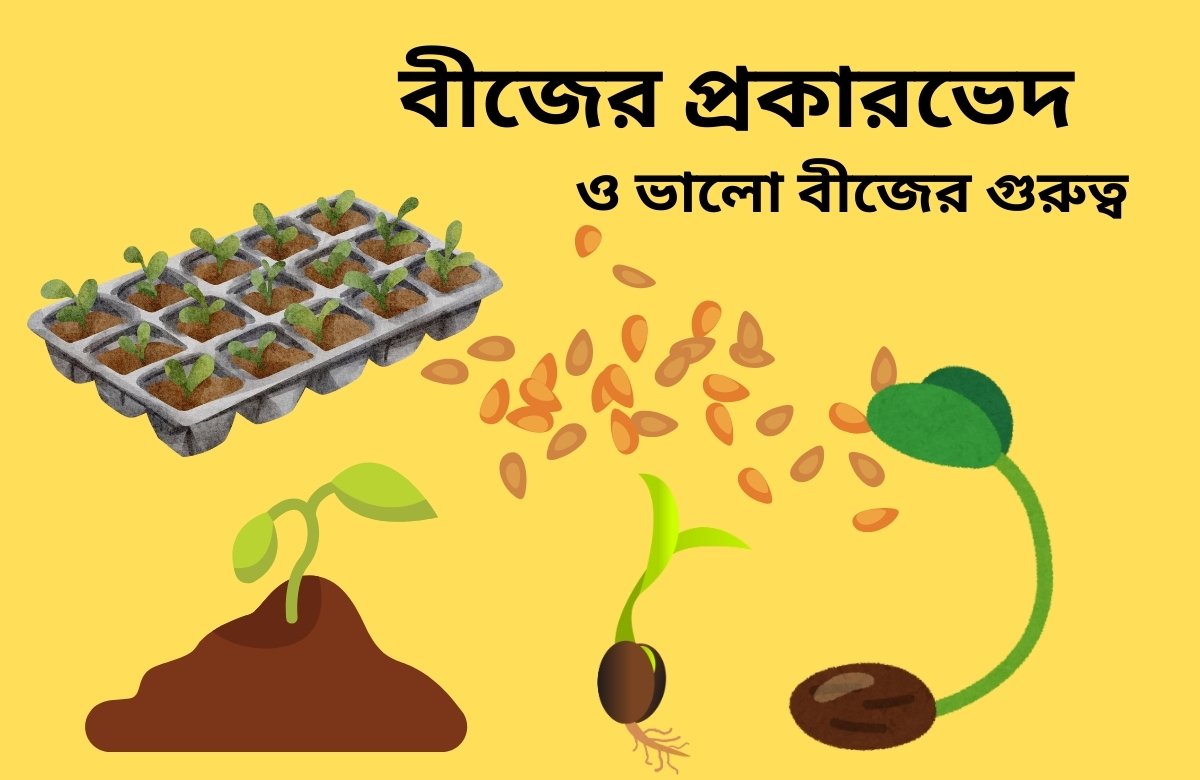 বীজের প্রকারভেদ ও ভালো বীজের গুরুত্ব